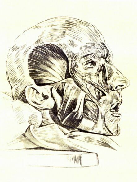 П. Басин
Анатомический рисунок головы