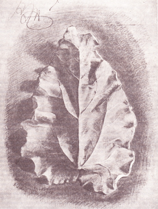 И. Репин.
Рисунок гипсового лопуха.
1863 г.